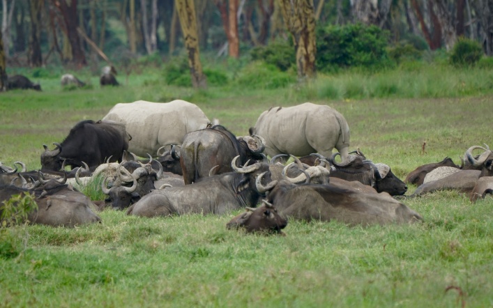 Animals at Lake Nakuru