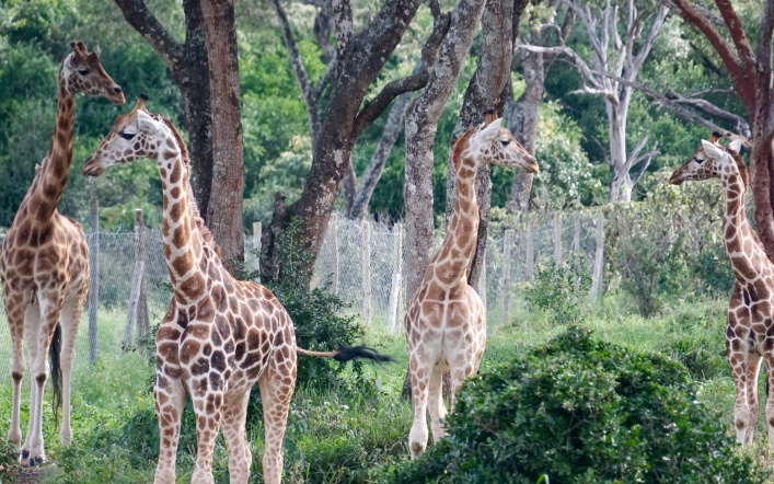 Nairobi…a Day with Elephants and Giraffes