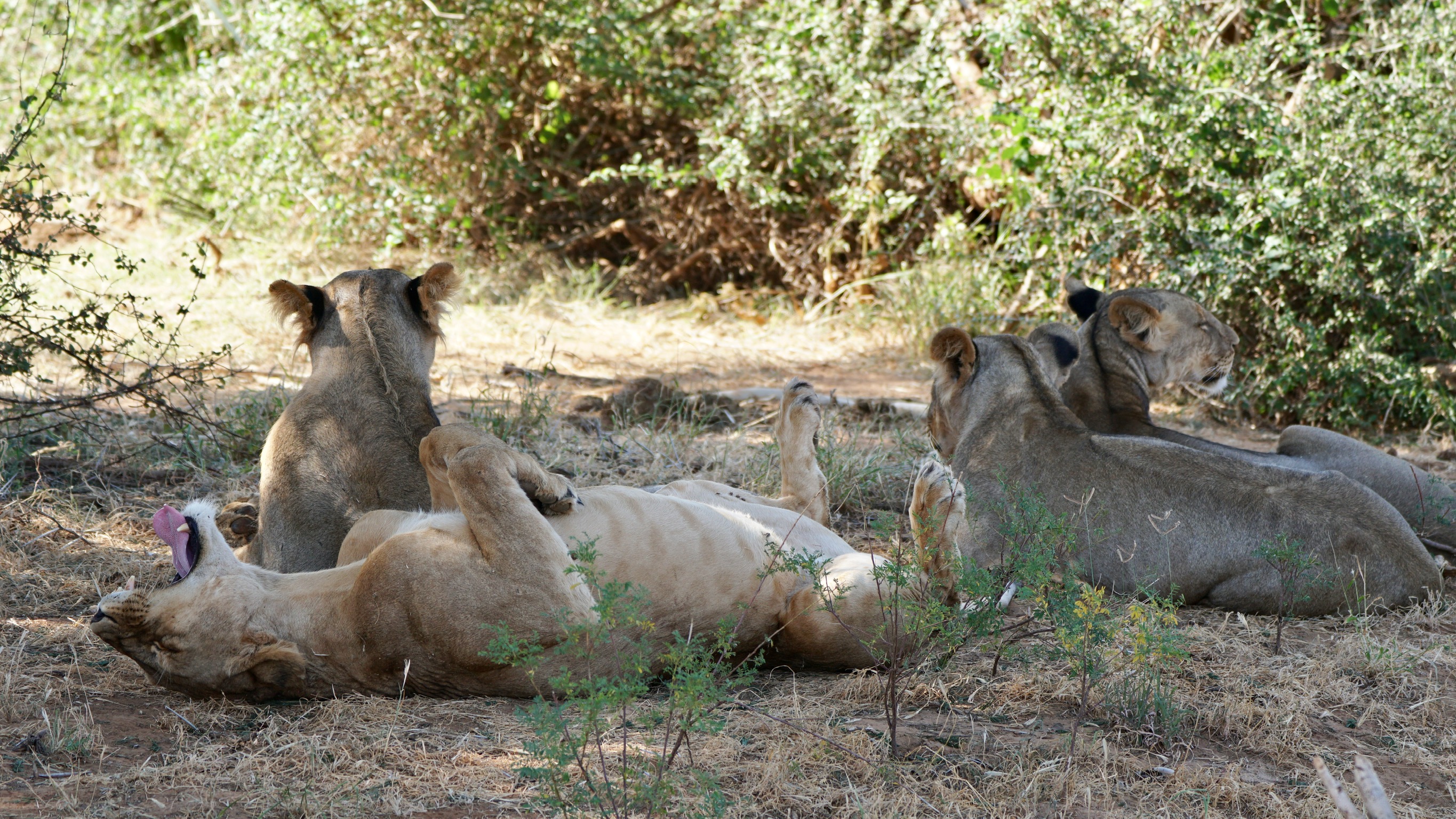 Animals of Samburu