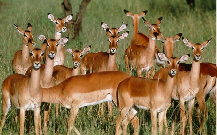 Antelope families & more in the Serengeti