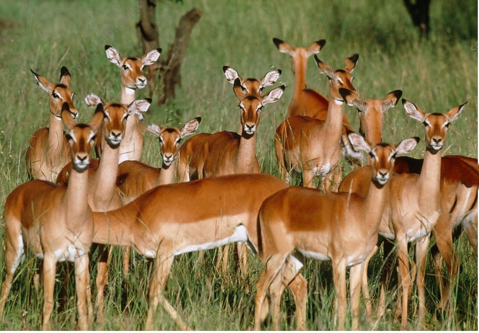 Antelope families & more in the Serengeti