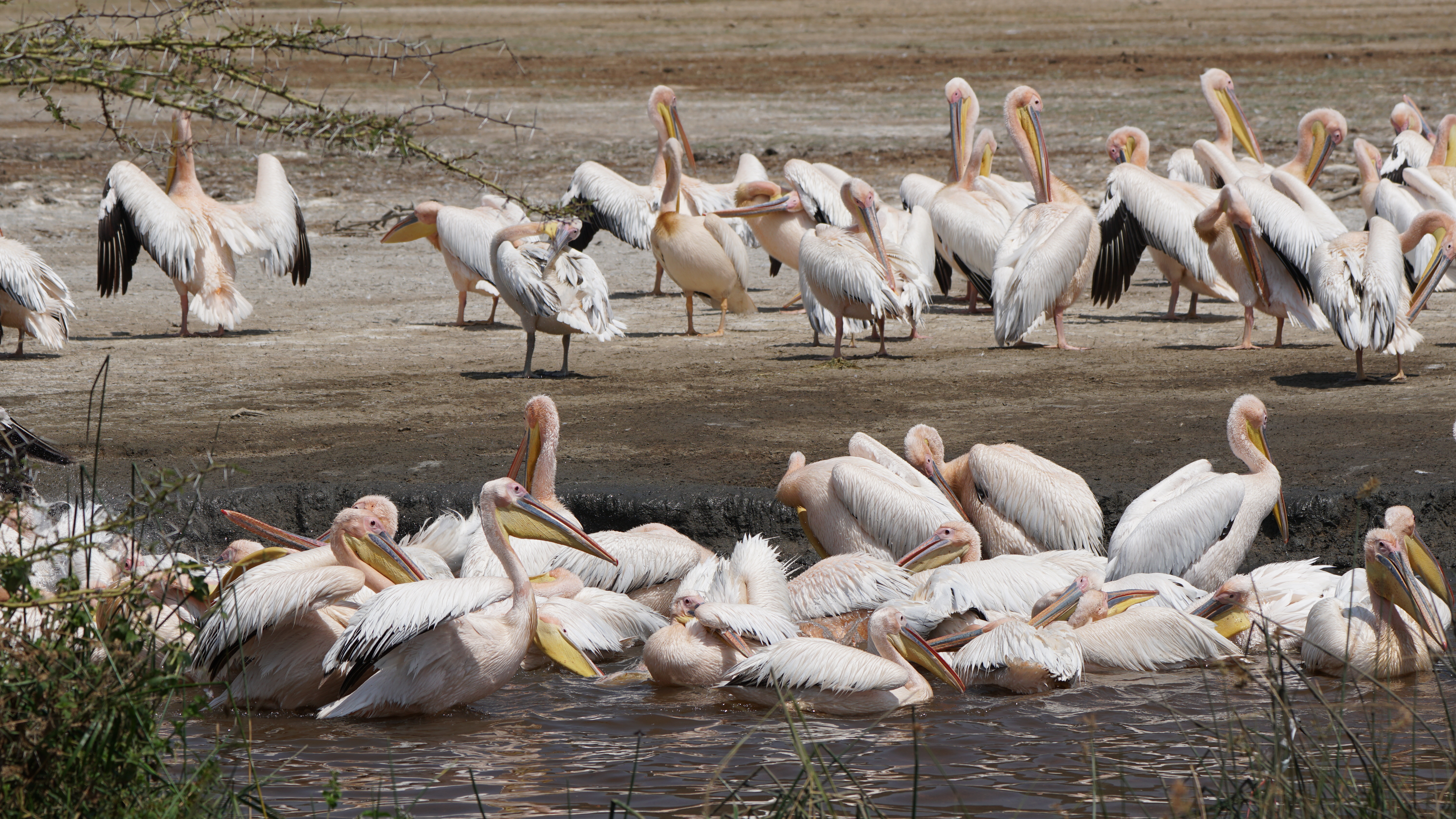 Pink Pelicans at Lake Manyara