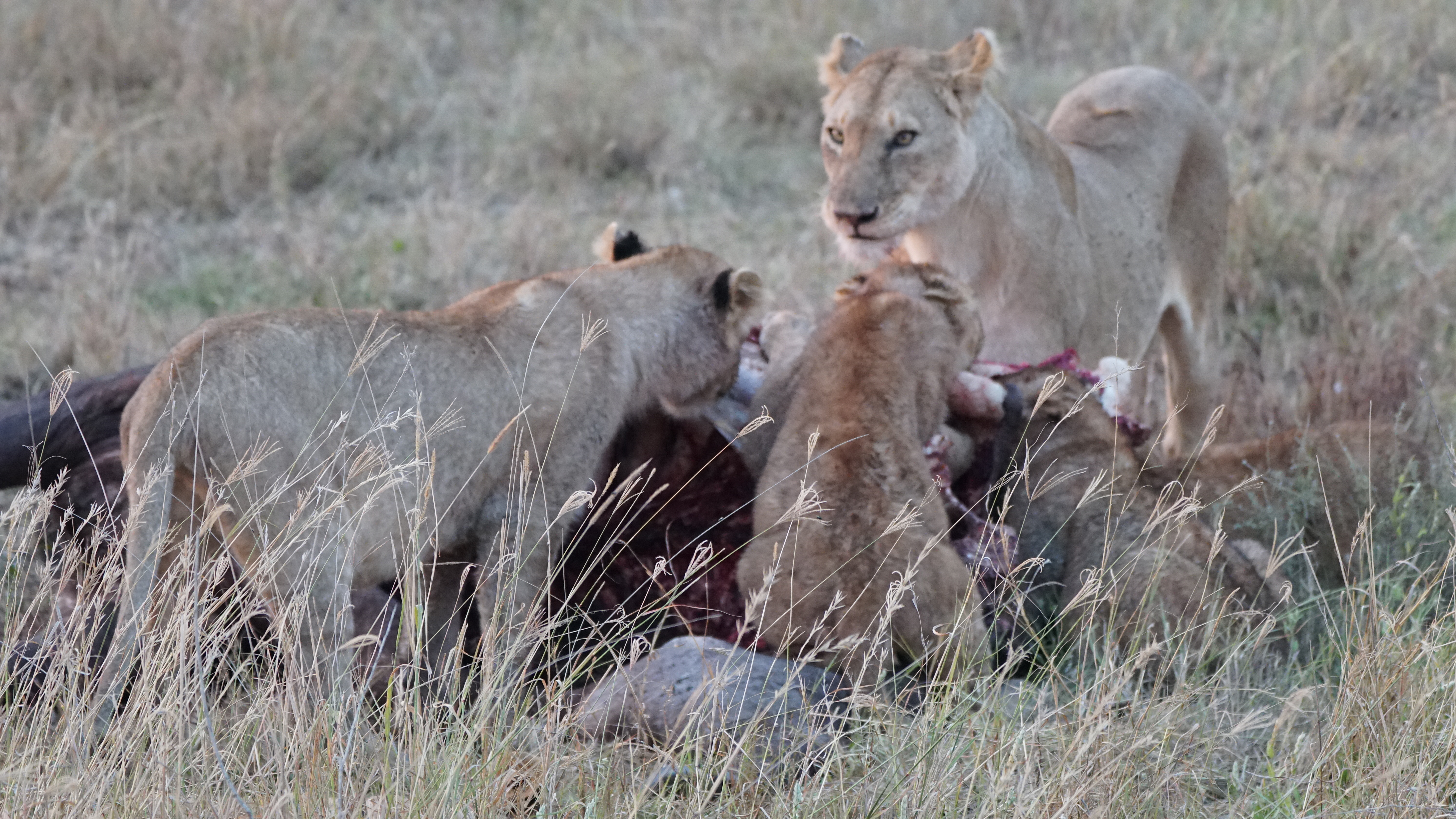 Lions of the Serengeti
