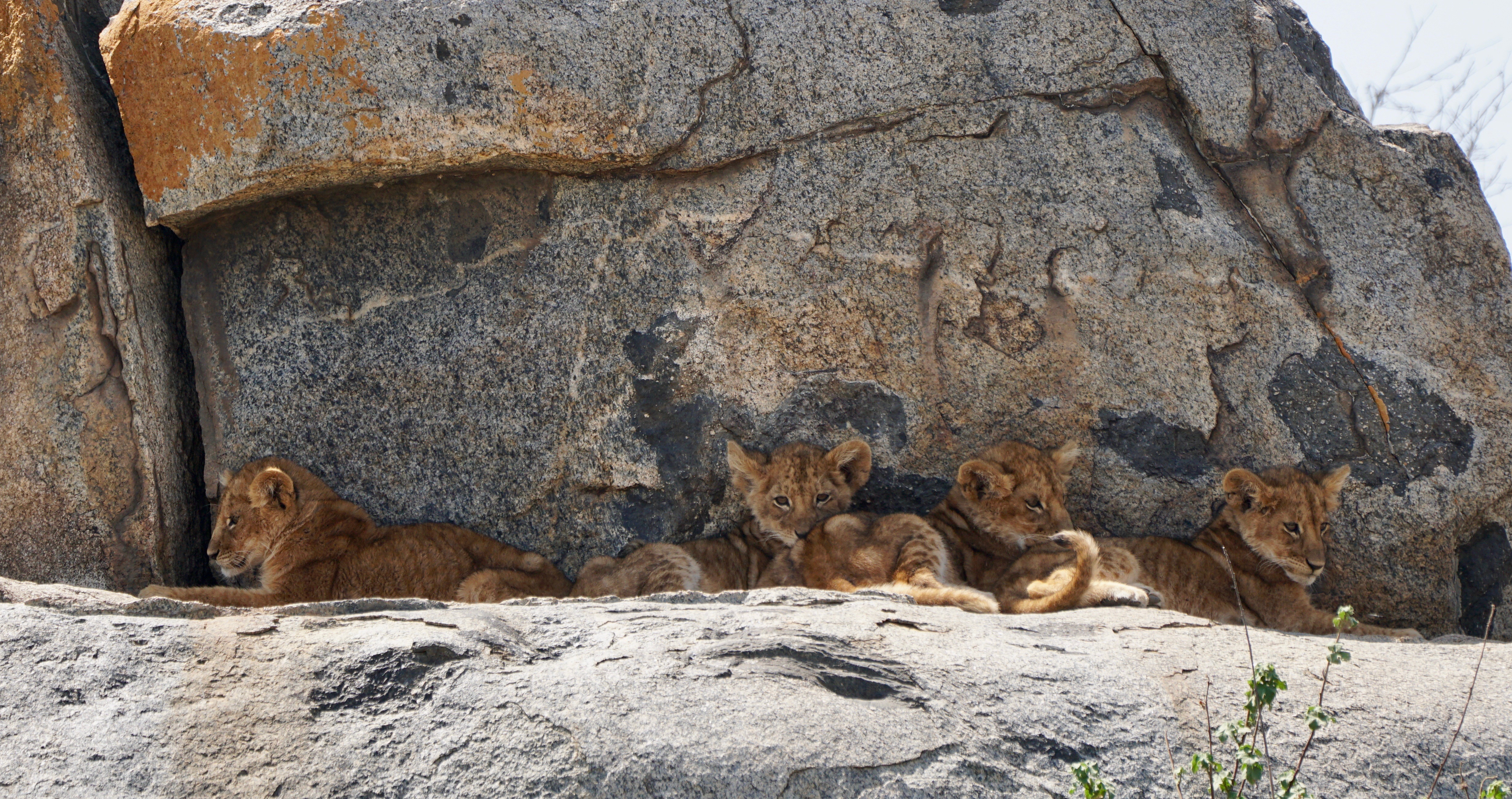 Lion Cubs on the Kopjes…