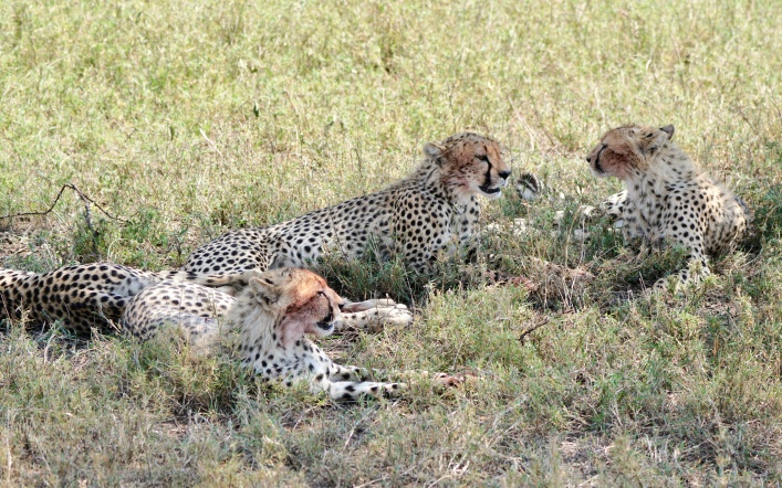 Cheetahs & Gazelles in the Serengeti